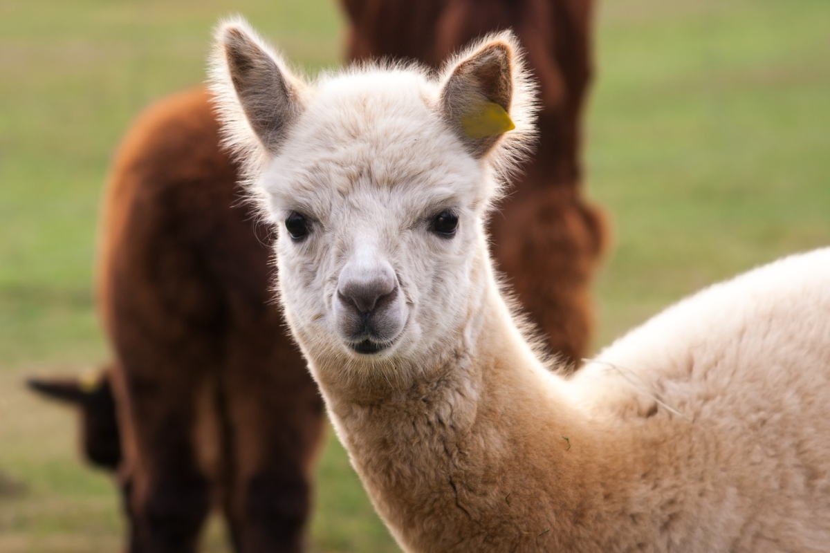 Wandelen met alpacas